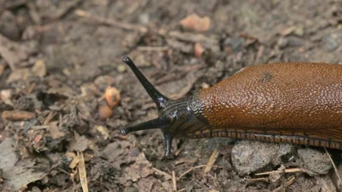 Slug (limax) crawling over ground Stock Footage 341496102