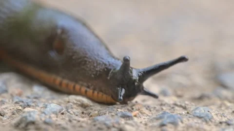 Slug (limax) crawling over ground 스톡 동영상 343539024