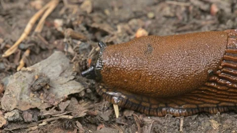 Slug (limax) crawling over ground 스톡 동영상 344641204