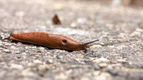 Slug macro shot of slowly moving on a road Stock Footage 246786430