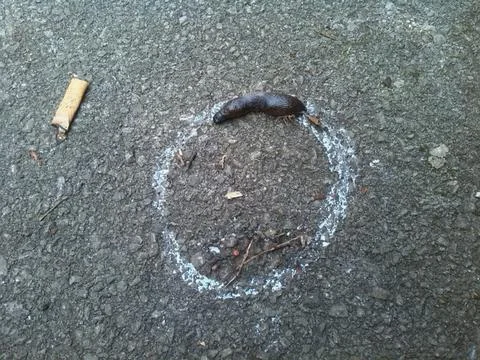 Slug Makes Circular Trail Next to Cigarette Butt Stock Photos