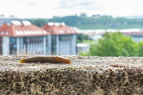 Slug in motion Foto stock