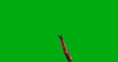Slug movement on green background. Chroma key Stock Footage 97442034