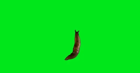 Slug movement on green background. Chroma key Stock Footage 97442459