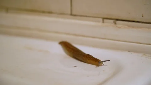 Slug moves along a rusty white sink in the bathroom close up. Concept of fear. Stock Footage 117907902