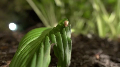 Slug moving around on a leaf in the middle time lapse Stock Footage 93542498