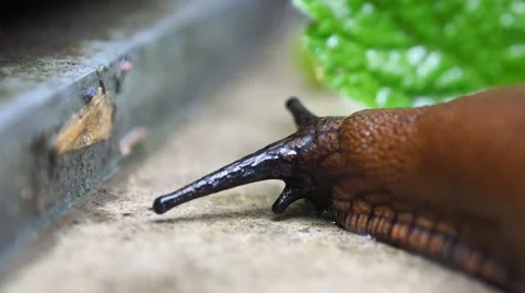 Slug moving on concrete Stock Footage 40648633
