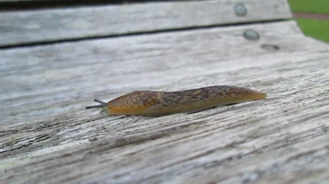 Slug moving 库存影片 29937491