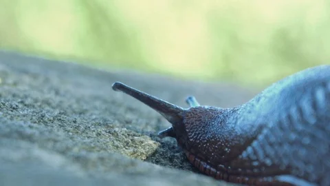 Slug moving slowly on the stone 1. Stock Footage 83414748