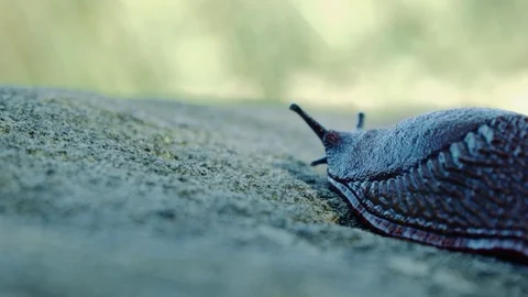 Slug moving slowly on the stone 2. Stock Footage 83414774