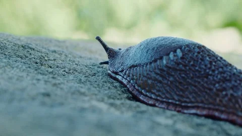 Slug moving slowly on the stone 3. Stock Footage 83414936