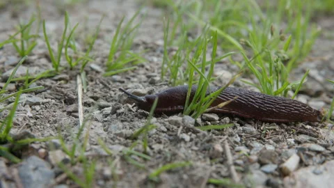 Slug moving through blades of grass, extreme close-up 스톡 동영상 307706898