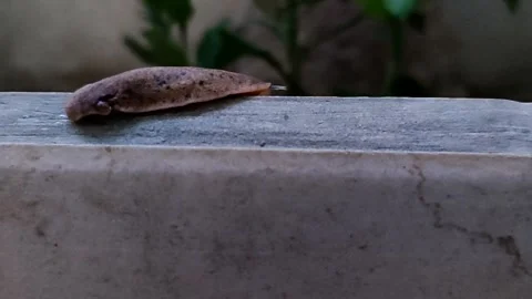 Slug or shellless snail that has two antennae on its head Stock Footage 256640282