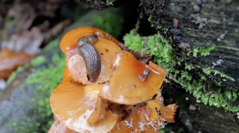 Slug on an orange mushroom Stock Footage