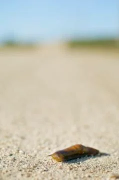 Slug Stock Photos