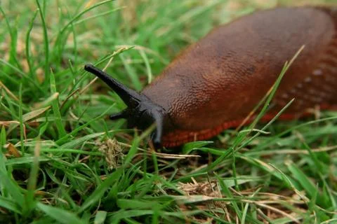 Slug Stock Photos