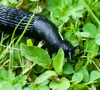 Slug Stock Photos