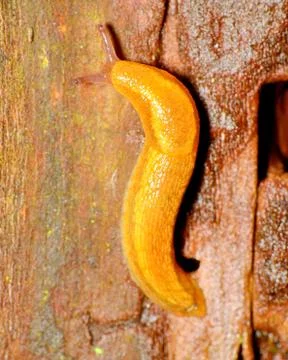 Slug Stock Photos