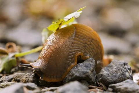 Slug Stock Photos