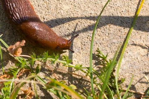 Slug Stock Photos