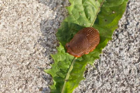 Slug Stock Photos