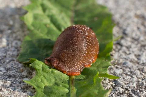 Slug Stock Photos