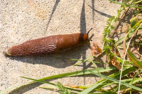 Slug Stock Photos