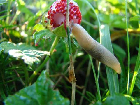 Slug Stock Photos