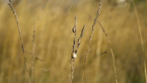 Slug on Plant Slow Motion Видео 77942752