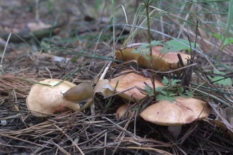 Slug pulls tentacles, crawls on bolete cap of big band of mushrooms Stock Photos