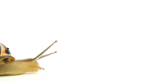 Slug Ride Stock Footage 98679143