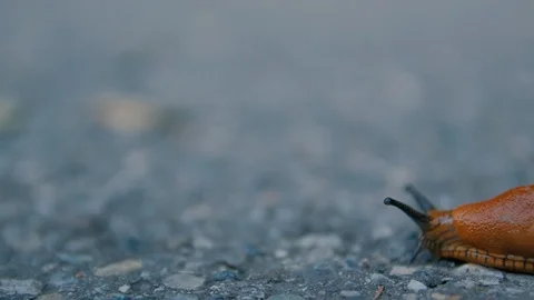 Slug On The Road Timelapse Stock Footage 120089390