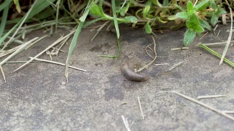 Slug on rock in park Stock Footage 75427024