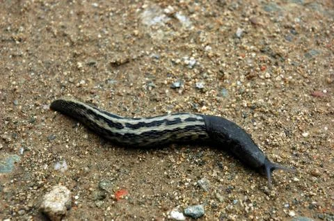 Slug on sand Foto stock