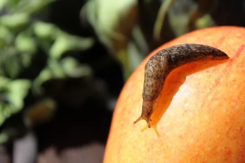 Slug With Shadow Crawling on an Apple Stock Photos