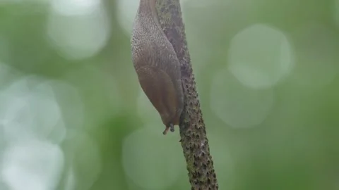 A slug is sitting on a branch. Видео 154421431