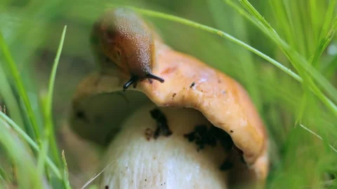 Slug sitting on a mushroom cap Stock Footage 287601906