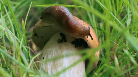 Slug sitting on a mushroom cap Stock Footage 287601961