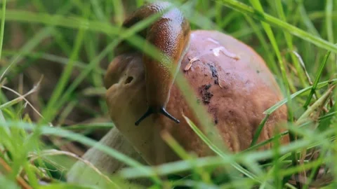 Slug sitting on a mushroom cap Stock Footage 287601975