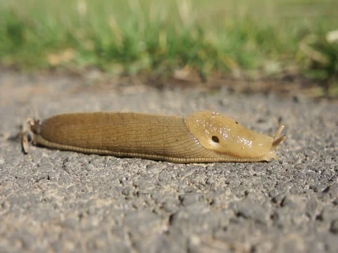 Slug sliding on pavement Video stock 81334903