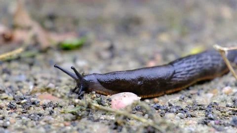 A slug is slowly advancing on the earthen floor Stock Footage 164247255