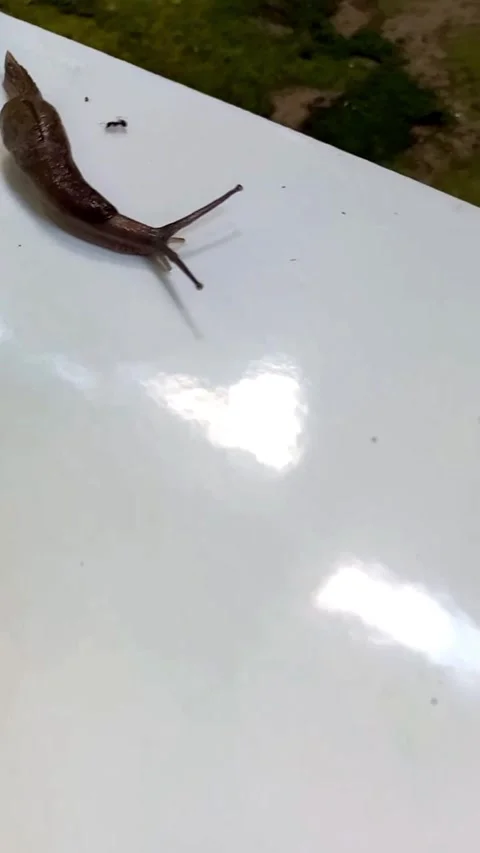 Slug Slowly Crawling on Ceramic Floor with Ant Passing By – Vertical Wildlife Vi Stock Footage 330039566