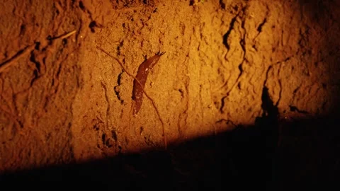 Slug slowly crawling on the ground at night Stock Footage 341294629
