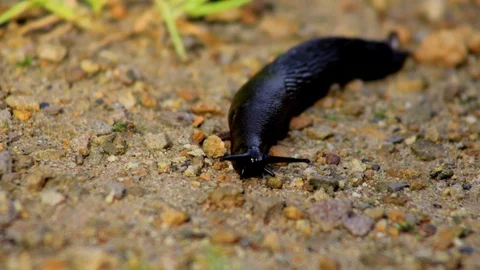 Slug slowly crawling in the sand Stock Footage 93542507