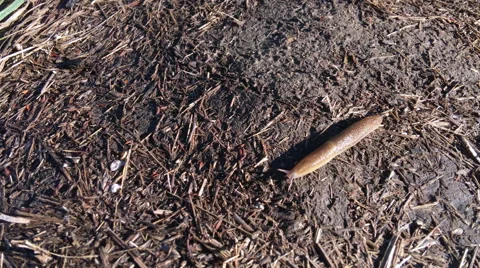 A slug slowly moves across the frame - 4K Stock Footage 65170454