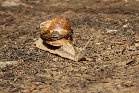 Slug slowly walking through a forest road, closeup. Stock Photos