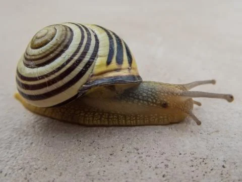 Slug snail macro close up Stock Photos