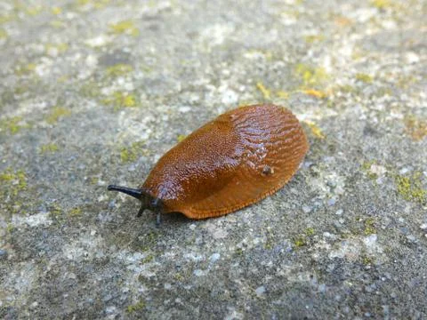 Slug Snail Stock Photos