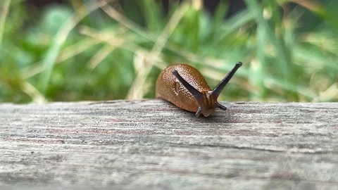 Slug snail red 스톡 동영상 201021091