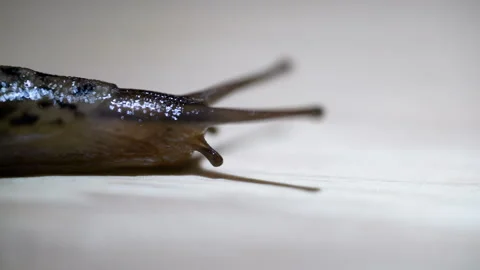 Slug snail without shell crawling slowly in slow motion macro 60fps Stock Footage 280481219
